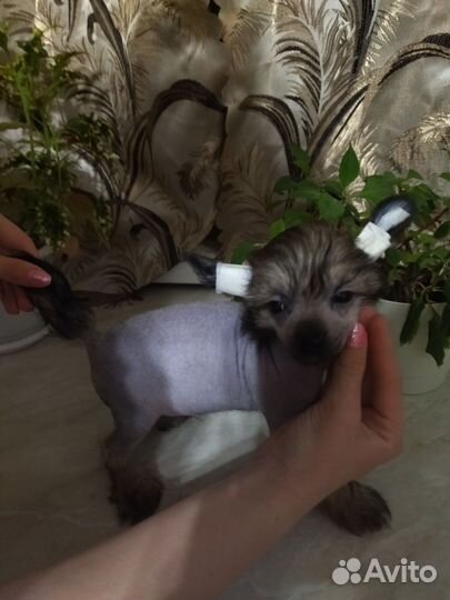 Щенки кхс