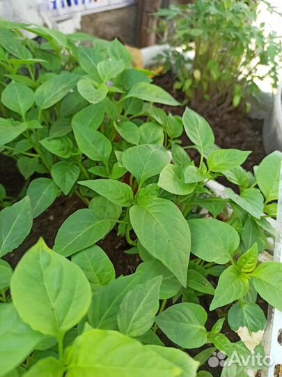 Продаю непикированную рассаду