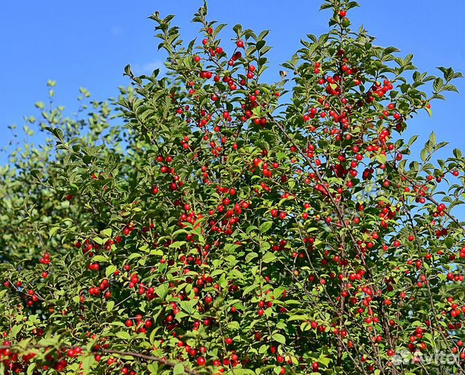 Вишня войлочная Красавица саженцы