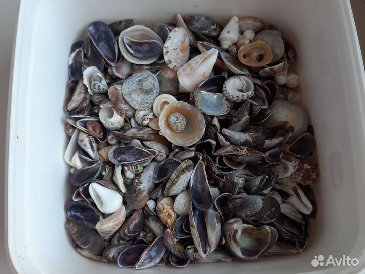 Ракушки морские