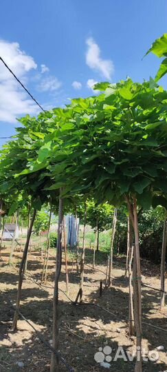 Озеленение и благоустройство