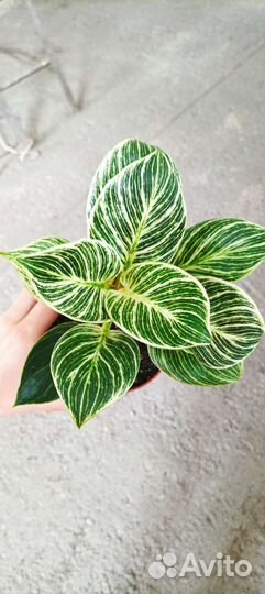 Комнатные растения разные