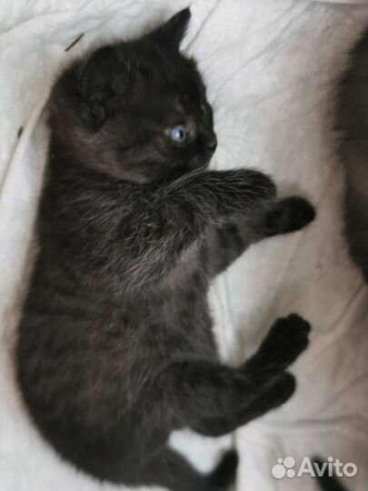 Котята британцы