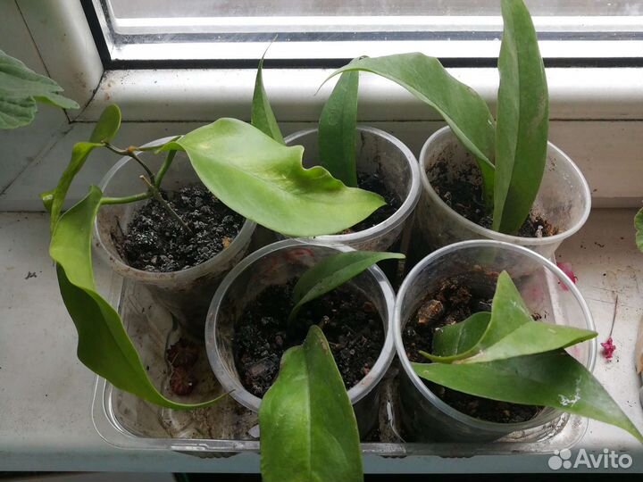 Хойя восковой плющ