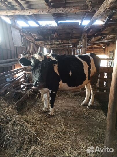 Корова дойная