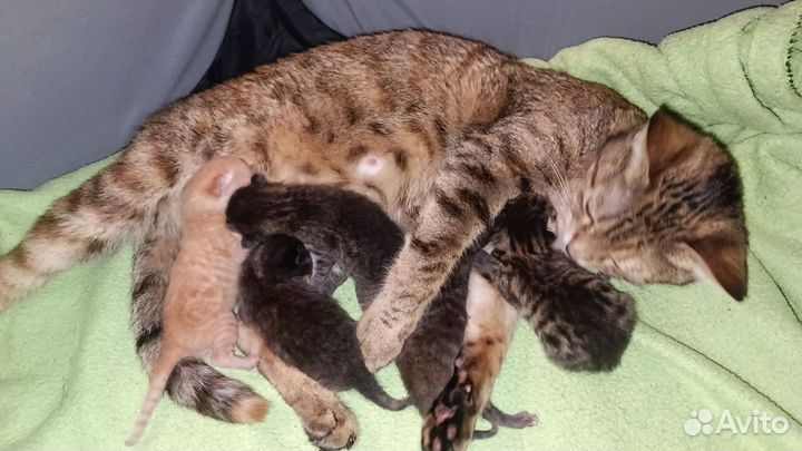 Бенгальские котята