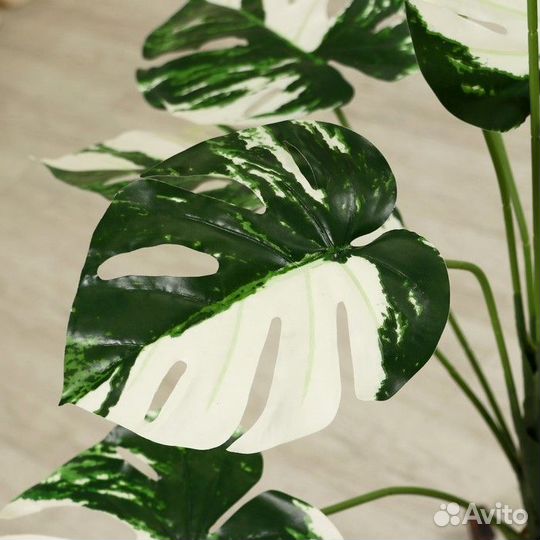 Монстера лист