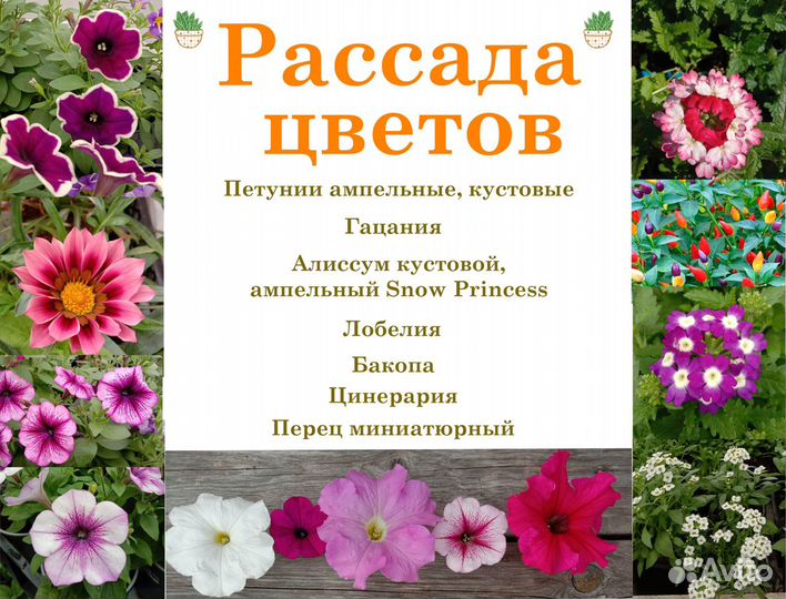 Рассада: петуния, алиссум, вербена, гацания, виола