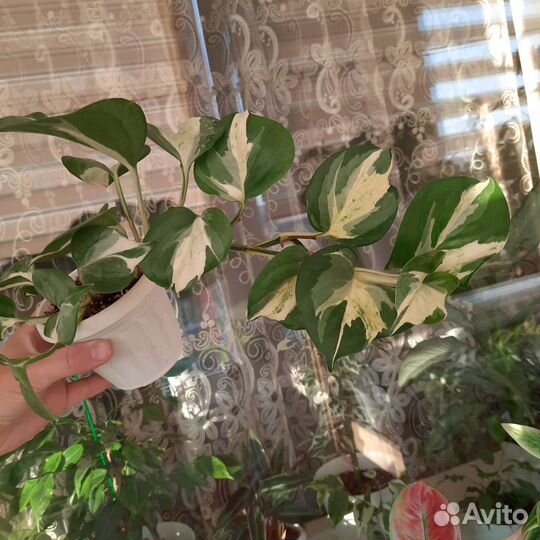 Эпипремнум Happy Leaf