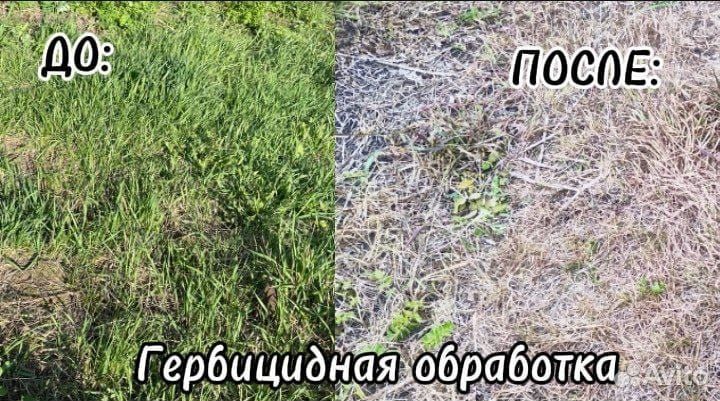 Средство от сорняков - гербицид