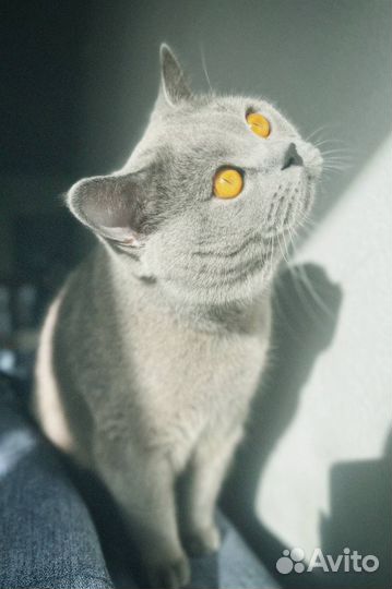 Шотландский кот на вязку