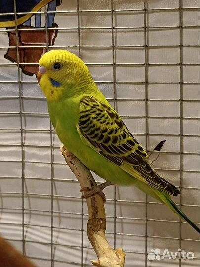 Волнистый попугай