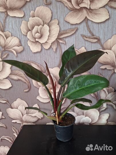 Филодендрон империал ред