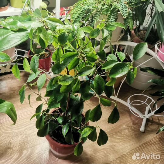 Фикус микрокарпа