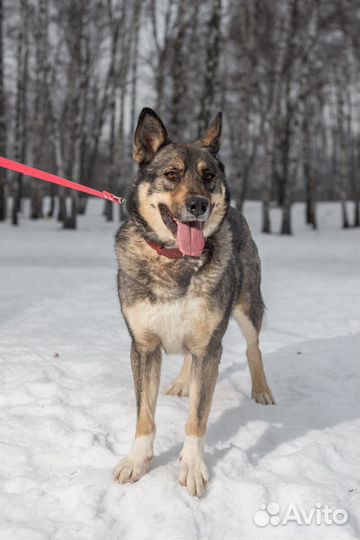Красивый и активный пёс в заботливые руки