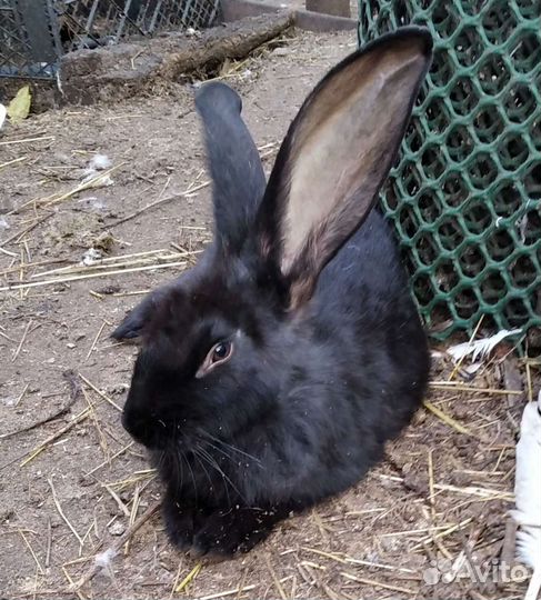 Кролики мясных пород