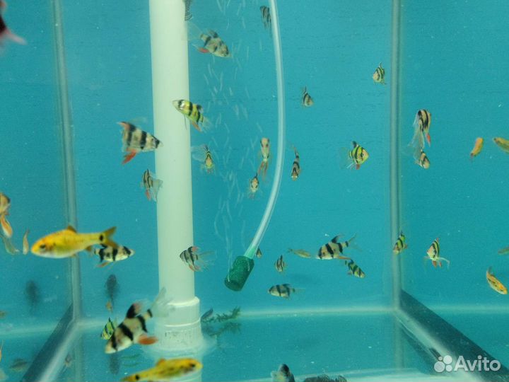 Аквариумные рыбки