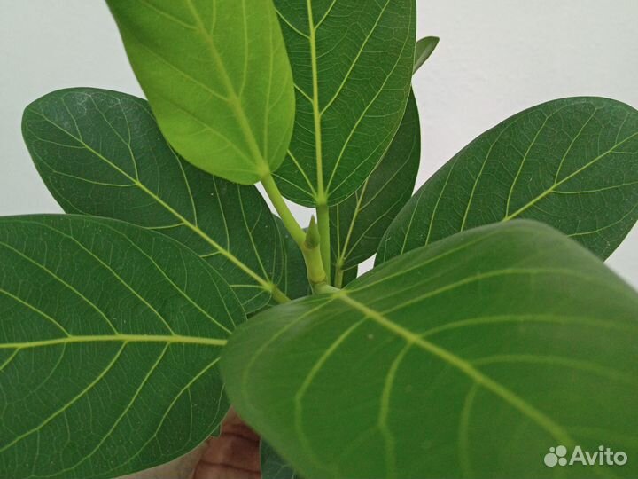 Фикус бенгальский Андрей