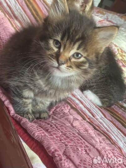 Котята мальчики