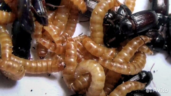 Жук знахорь (чернотелка) от 250 шт. Опт