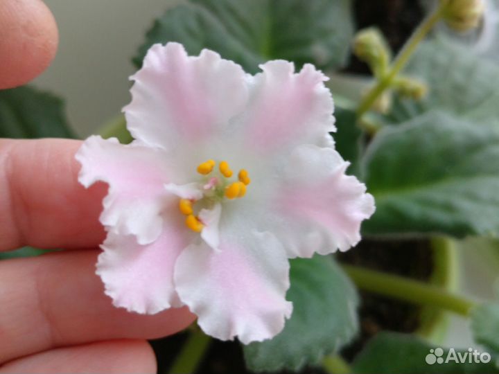 Листья фиалок