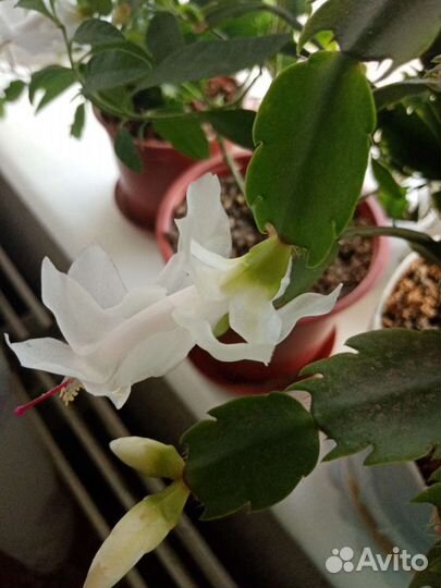 Декабрист шлюмбергера