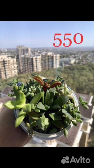 Суккуленты