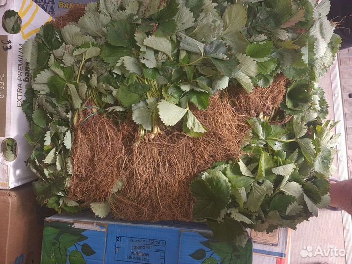 Рассада клубники азия клери