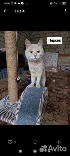 Рыжий котенок в добрые руки