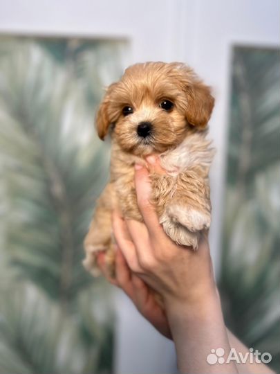 Мальтипу мини девочка корея+китай