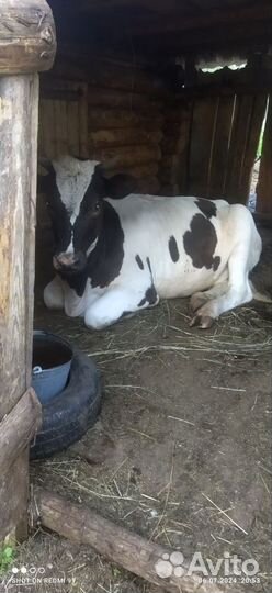 Телка стельная