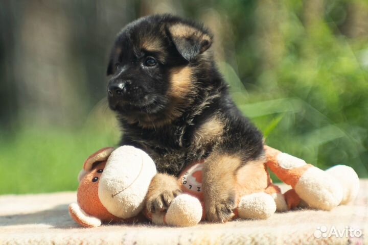 Щенок немецкой овчарки. Мальчик