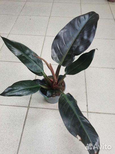 Филодендрон