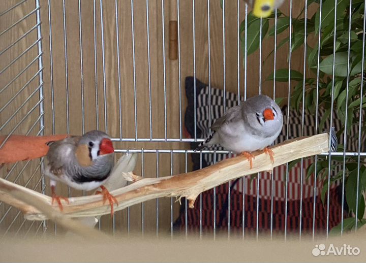 Зебровые амадины (птенцы)