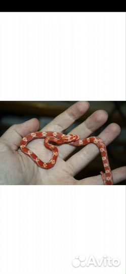 Змея маисовый полоз