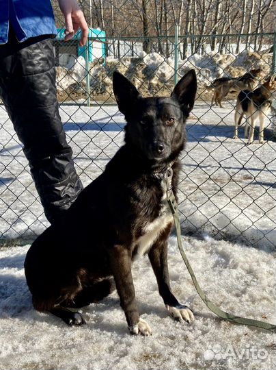 Бесплатно небольшая собака из приюта