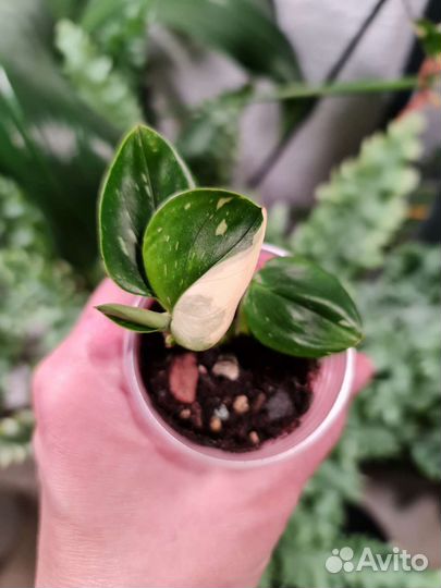 Филодендрон кобра