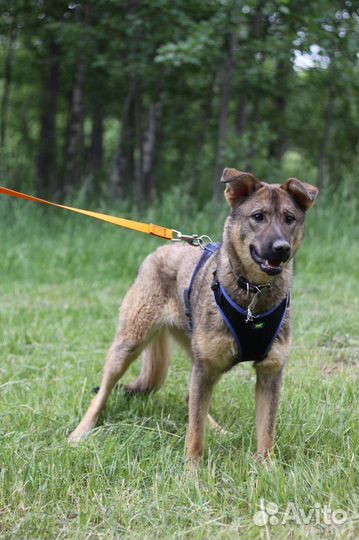 Щенок из приюта в добрые руки