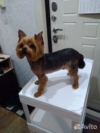 Стрижка йорков