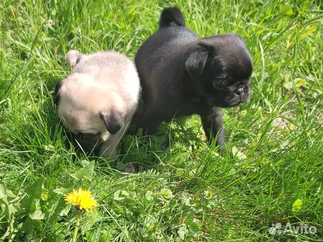 Щенки мопса девочки