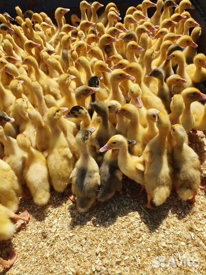 Утята цыплята гусята муларды индюшата бройлеры