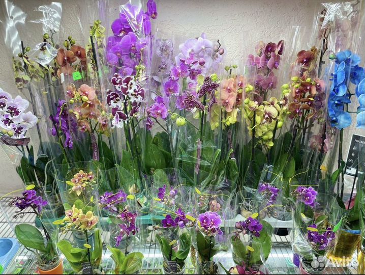 Коллекционные орхидеи