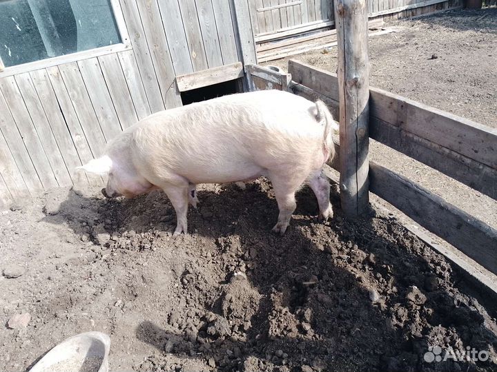 Хряк на племя
