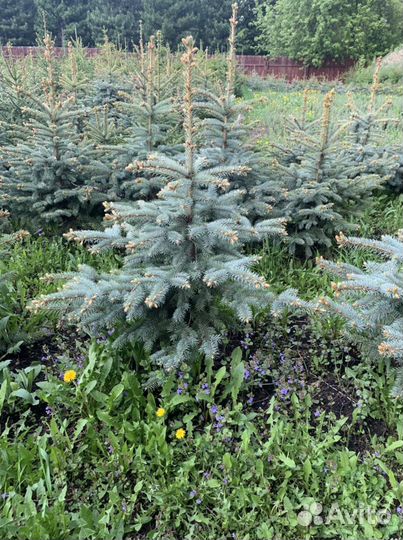 Саженцы ель голубая