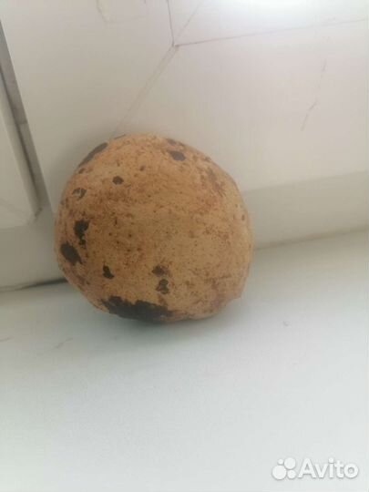 Окаменелости аммониты