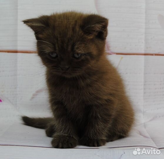 Британские котята Шоколад