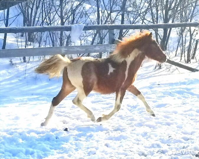 Жеребчик уэльского пони