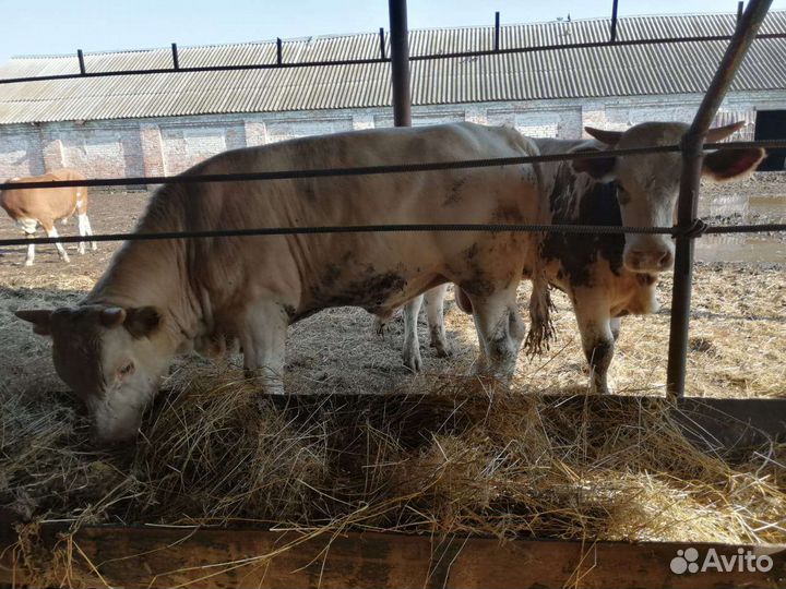 Продаю бычков сементалы.75 за одного в круг