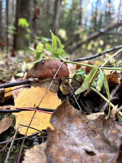 Участок 13 сот. (СНТ, ДНП)