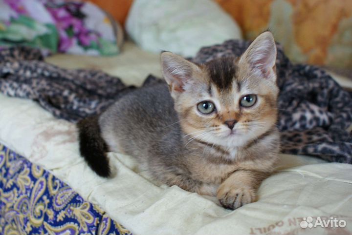 Шотландский красавчик мальчишка